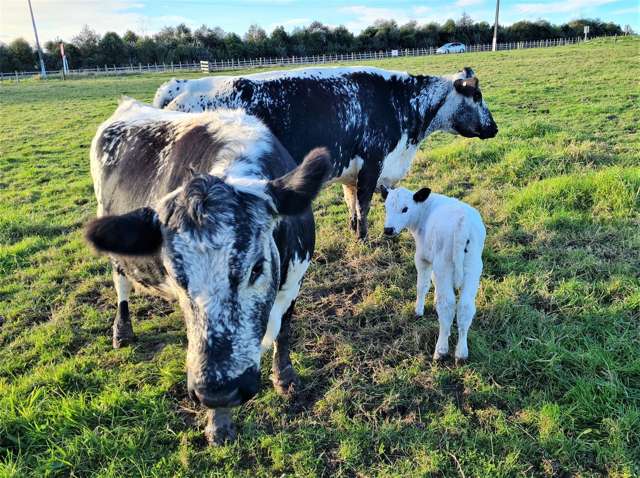 Lot 3/750 Kaipara Coast Highway Kaukapakapa_1