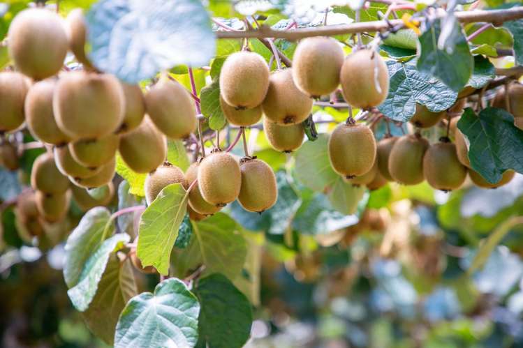 331 Maniatutu Road Pongakawa_5