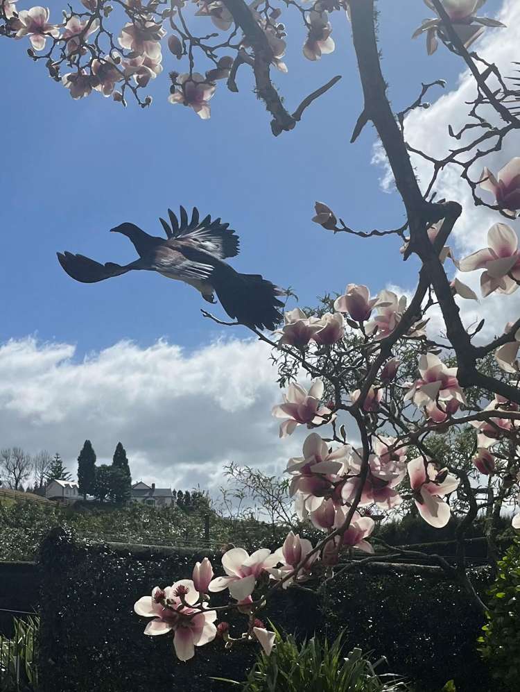 38 Vernon Road Te Puna_16