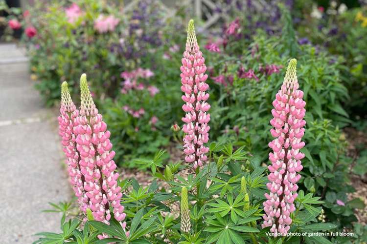 63 Inkerman Street Renwick_45