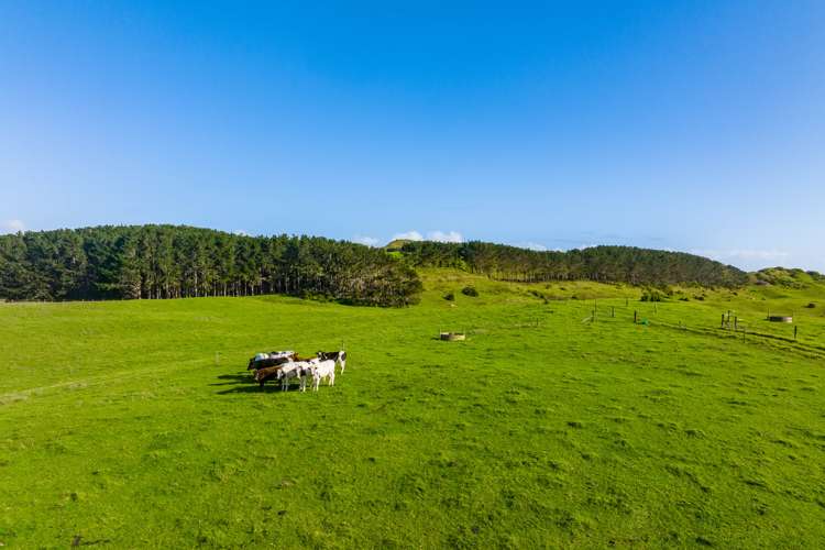 386 Rehutai Road Dargaville Surrounds_12