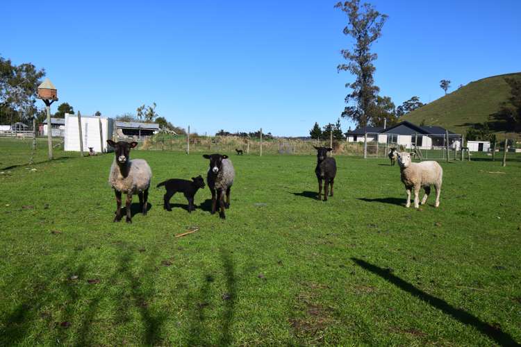 Pukeuri-Oamaru Road Oamaru_3