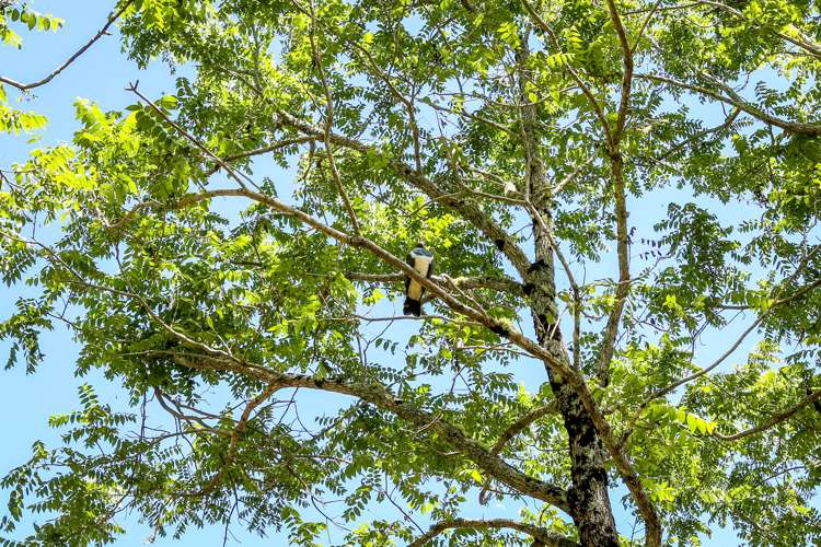 248 Surrey Hill Road Kaitake_19