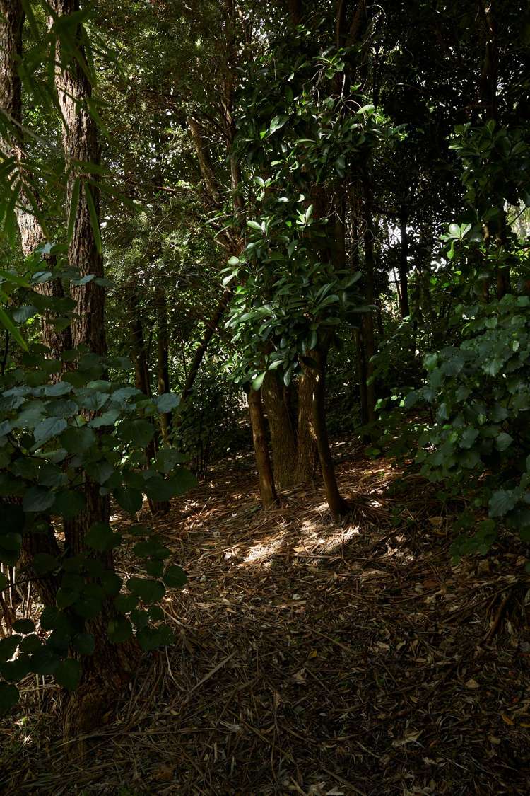 6 Waterview Road Stanley Point_59