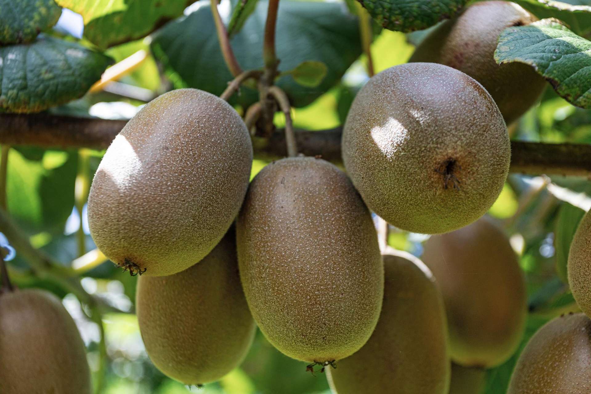 57 Angle Road Awakeri_0