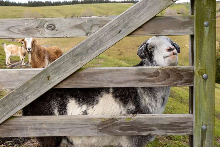 274 Delta Lake Heights Renwick_42