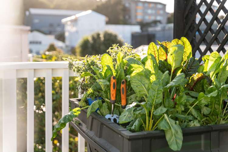 232 Adelaide Road Newtown_17