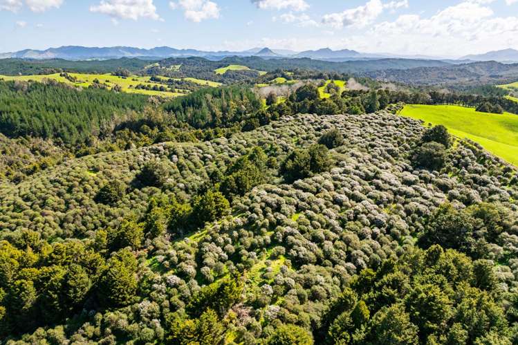 Baker Road Maungatapere_9