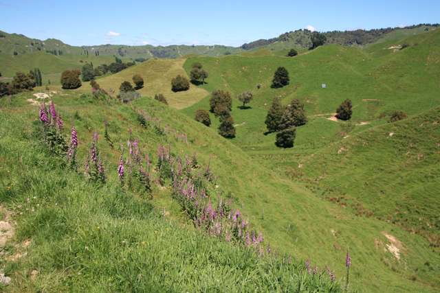 6753 Ohura Road Ruapehu-King Country Surrounds_3