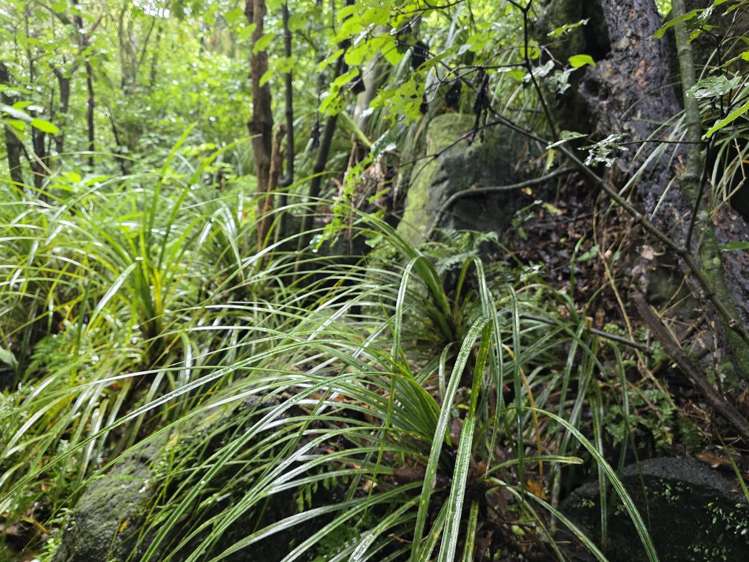 00 Waitaheke Road Ohaeawai_12