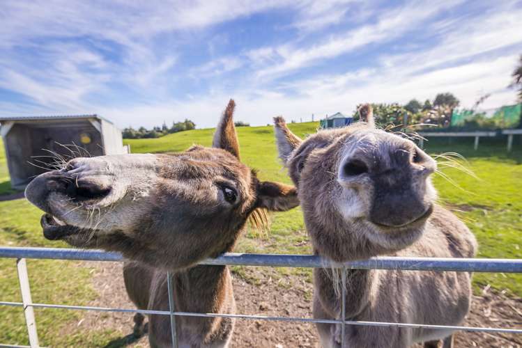 21 Sandown Road Te Horo Beach_31