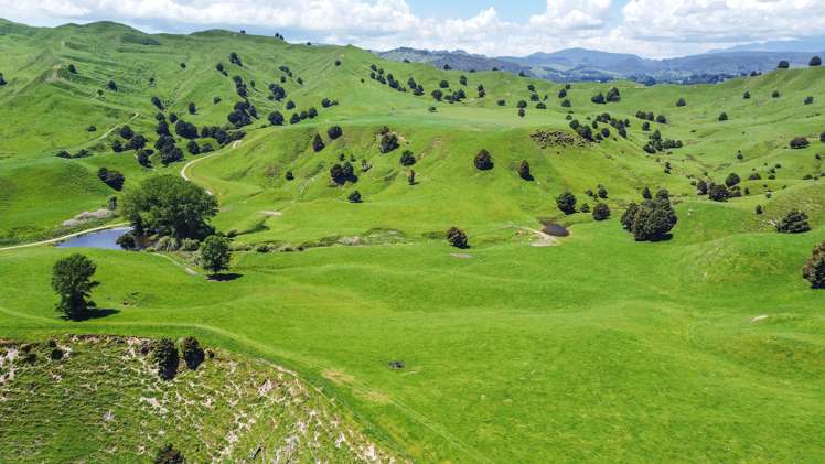 331 Burnand Road Manunui_23