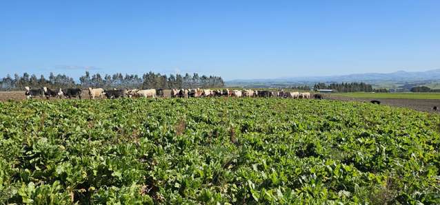 169 Charters Road Waikoikoi_4