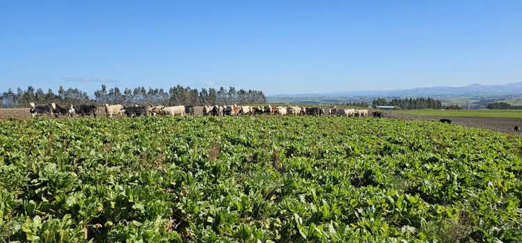 169 Charters Road Waikoikoi_4