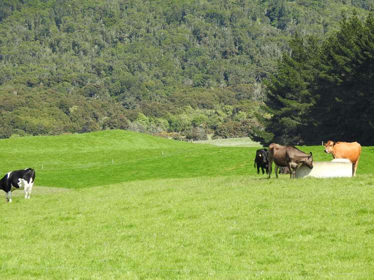972 Slopedown Road Catlins Surrounds_21
