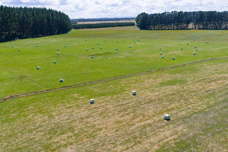 590 Brandon Hall Road Bulls_5