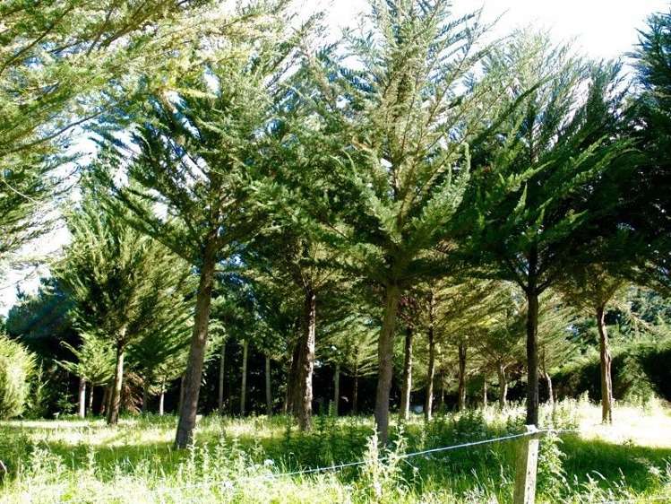 252 Tokarahi-Duntroon Road Five Forks and Surrounds_6