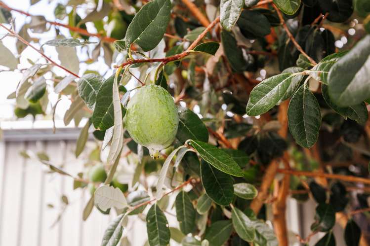 77b Guy Avenue Takaro_23