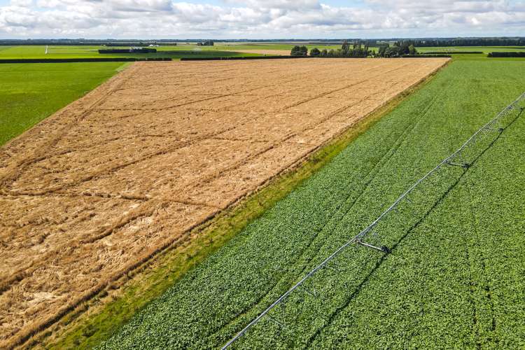 3239 Thompsons Track Ashburton Forks_6