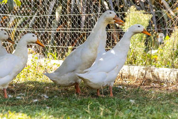 12 Prices Road Havelock_48