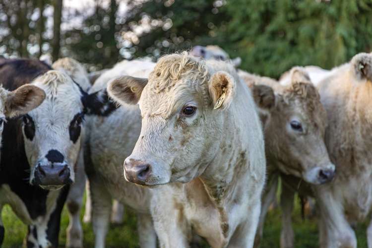 584 Orari Station Road Geraldine_32