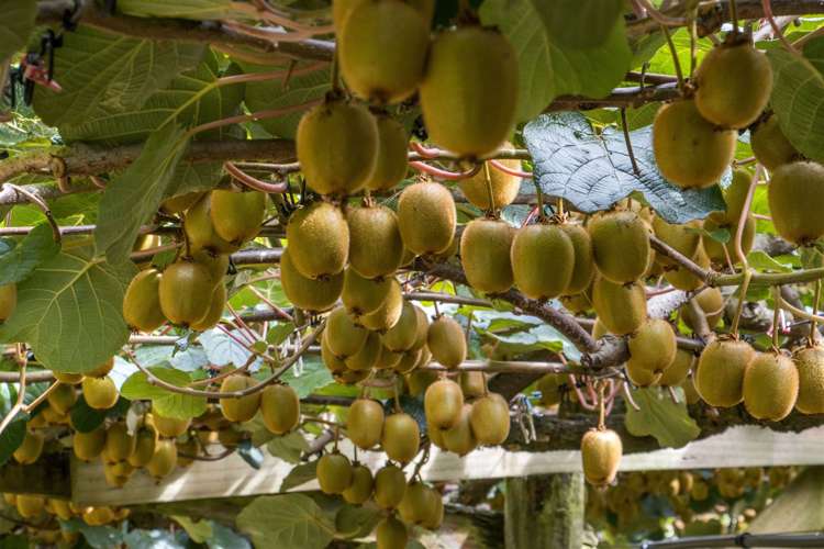 25 Crosby Lane Hauraki Surrounds_5