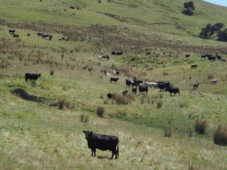 456 Ngawaka Road Central Hawkes Bay Country_19