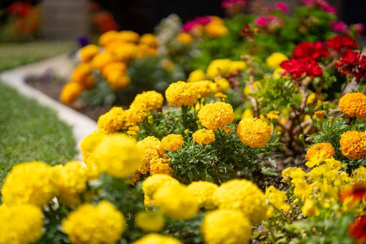 42 Edgeview Crescent Fitzroy_16