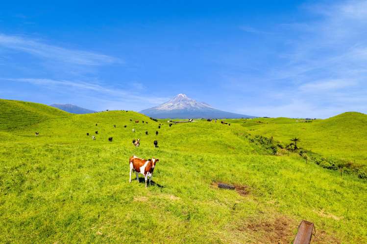 617 Parihaka Road Pungarehu_15