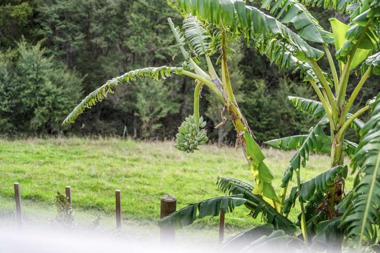 397 Pigs Head Road Hukerenui and Surrounds_21