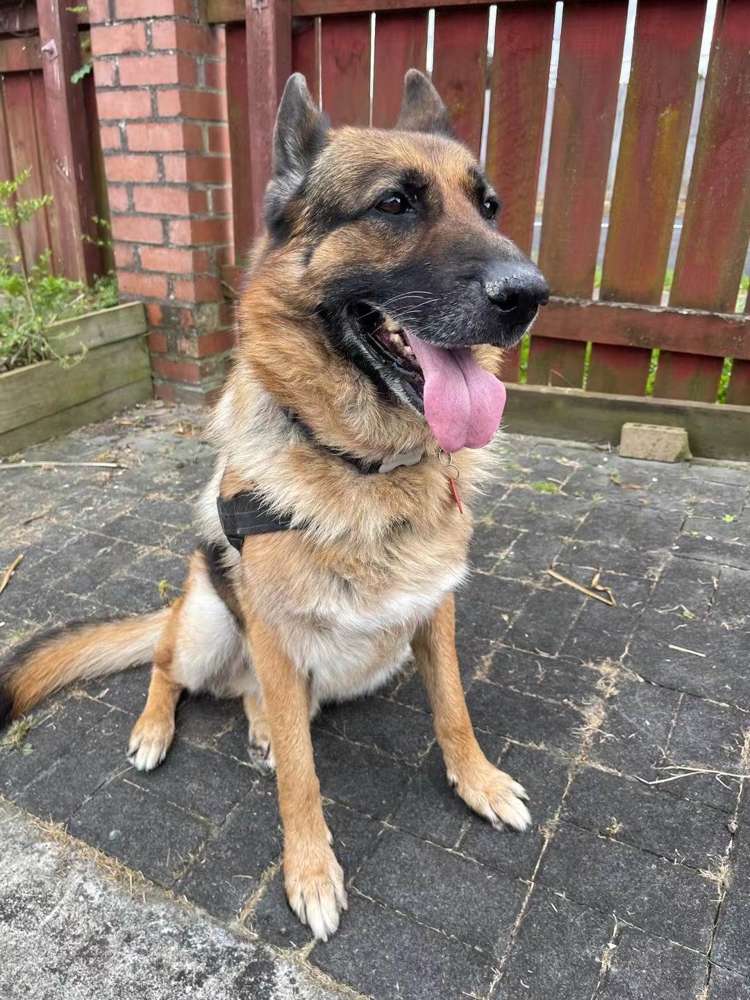 26 Rosier Road Glen Eden_15