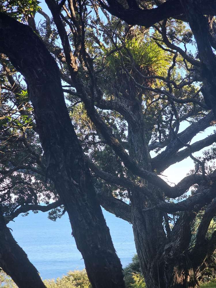 216K and 216Q Matapaua Bay Road Opito Bay_12