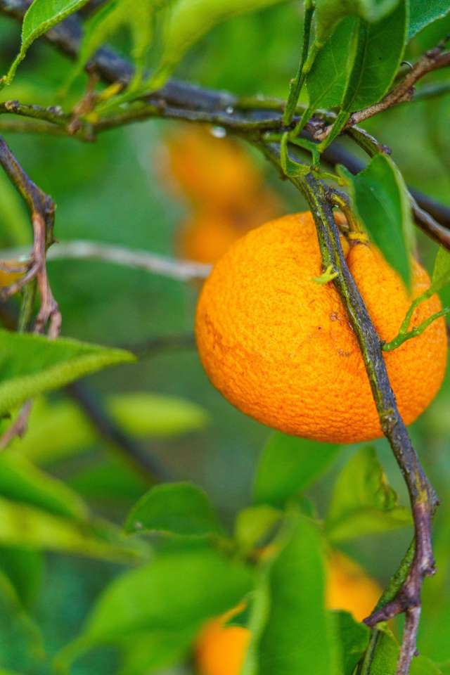 694a State Highway 2 Katikati_4