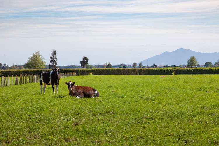 7096 State Highway 27 Matamata_14