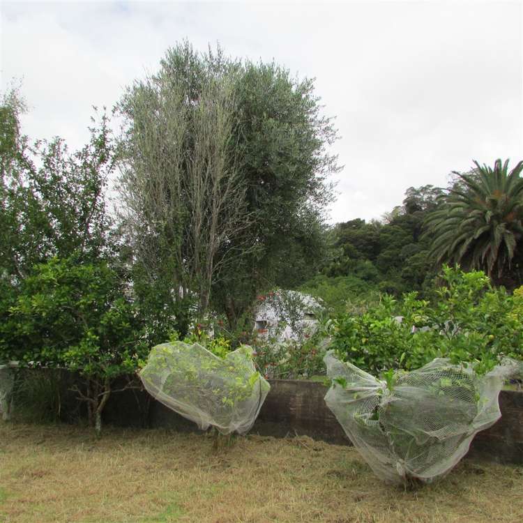 303 Totara North Road Kaeo_10