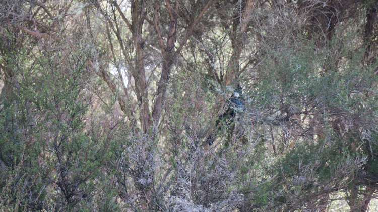 3957 Northbank Road Wairau Valley_35