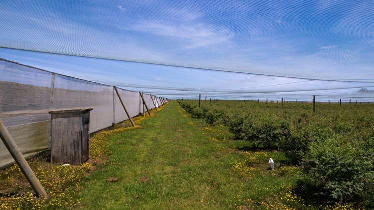 147 Stanners Road and 89 Kapiro Road Kerikeri_10