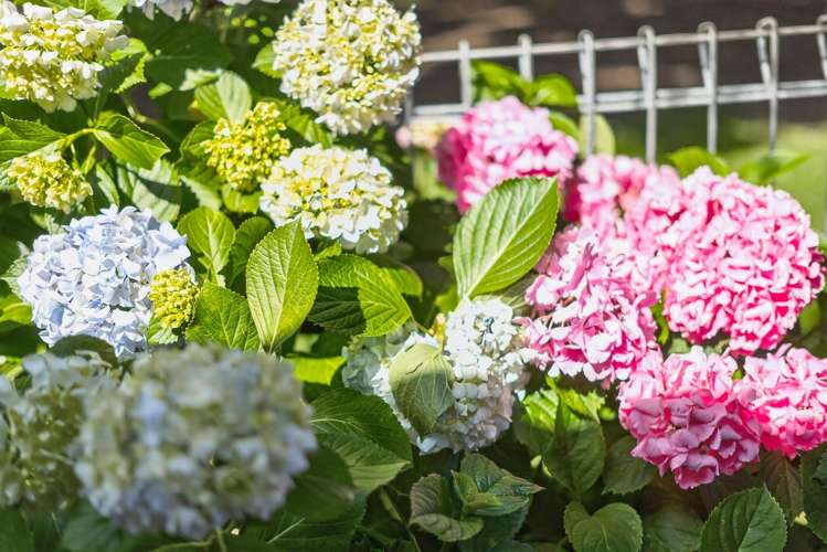 175a Centreway Road Orewa_23