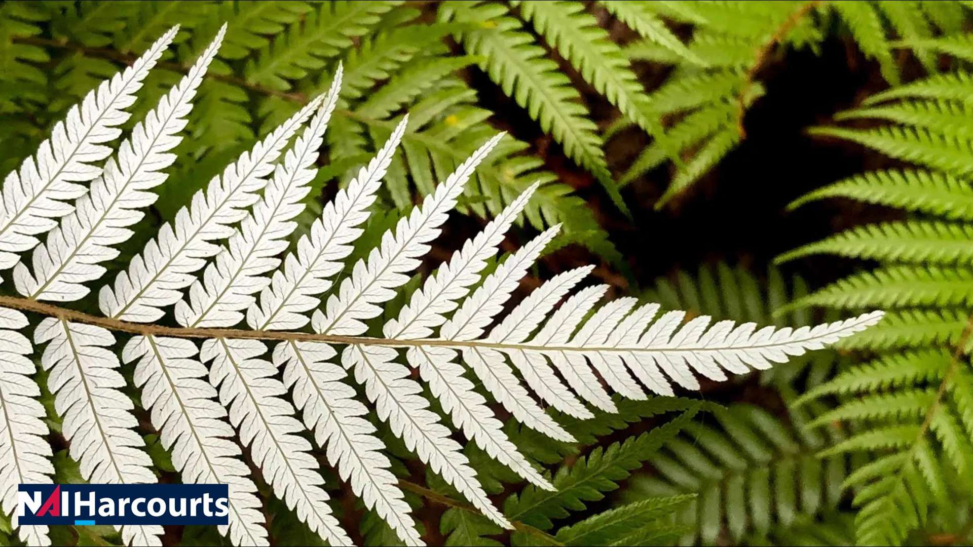 Local Product Store Christchurch Central_0