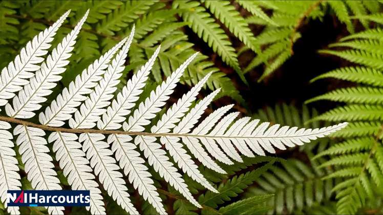 Local Product Store_0