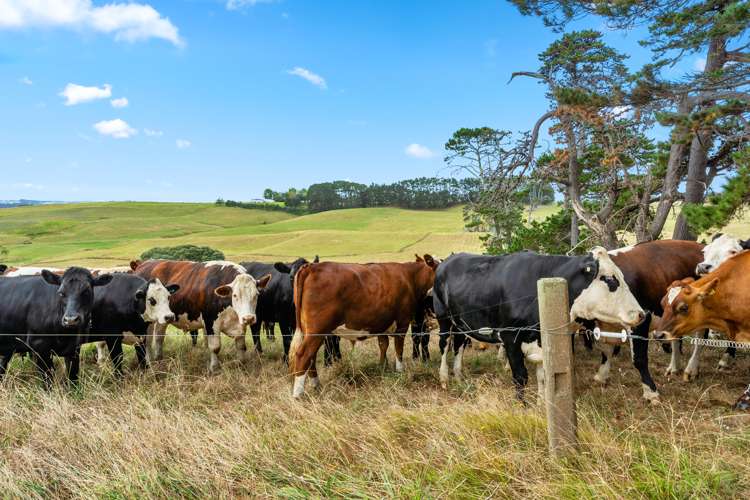 278 Te Toro Road Pollok_27