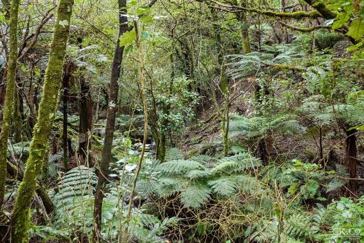 Zero Akatarawa Road Brown Owl_19