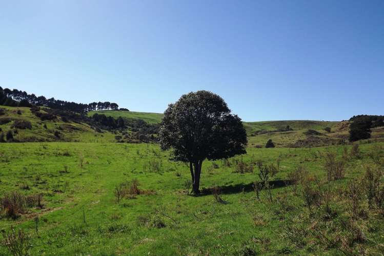 238 Waimaori Road Raglan_1