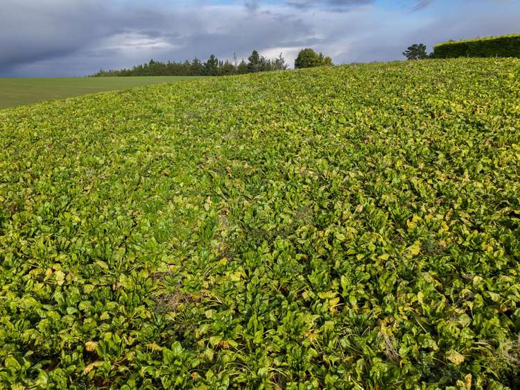 315 Woolshed Valley Road Otaio_17