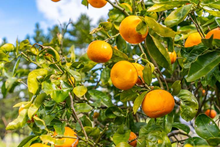 64b Ovens Road Matakohe_23