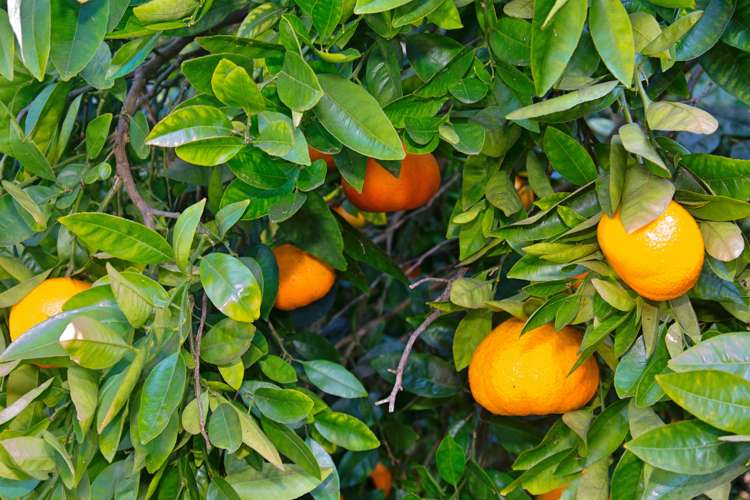 142 Takahe Road Titirangi_14