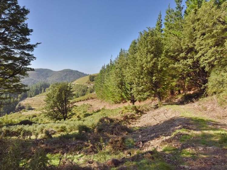 446 Glentui Bush Road Glentui_28