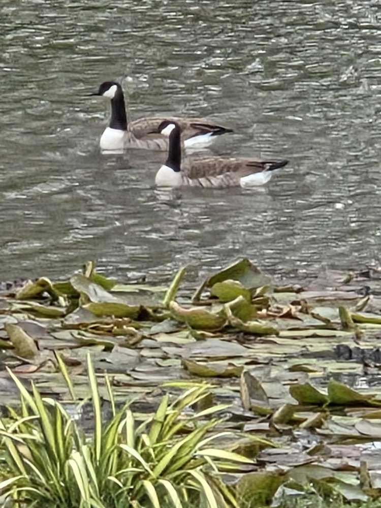 943 Glenbrook Road Glenbrook_32