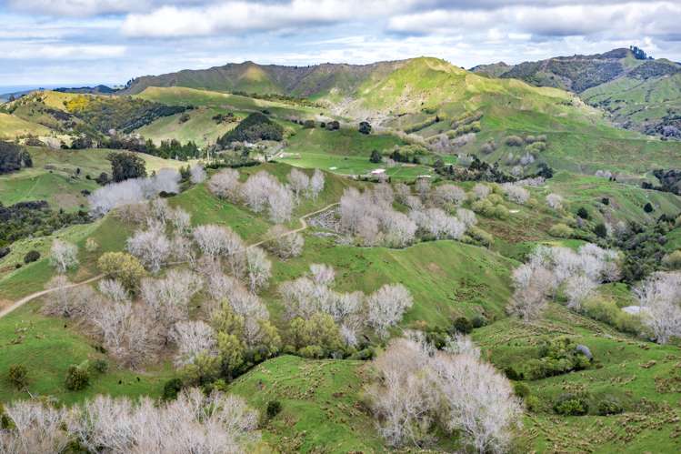 783 Glenroy Road Whangara_17