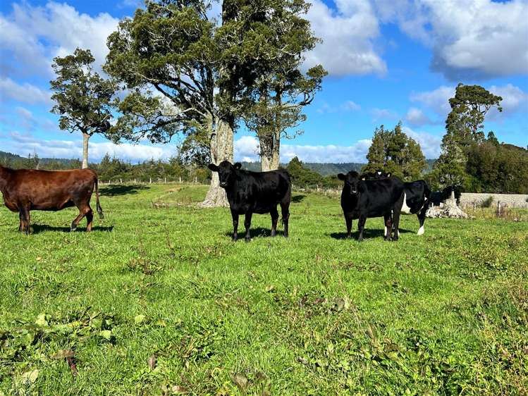 200 Golf Links Road Kaiata_7